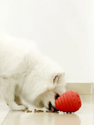main-01 Inner Maze Dog Football
